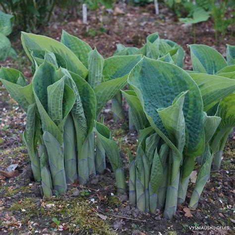 'Tokudama Flavocircinalis' - Vyšniauskų gėlės