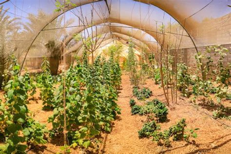 Permanent Agriculture Permaculture Emagazine