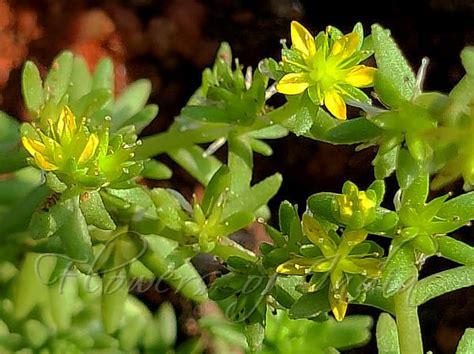 Sedum Sexangulare Tasteless Stonecrop