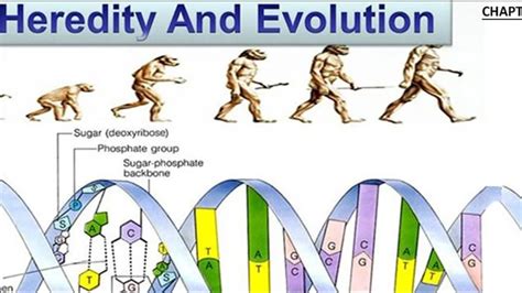 Ncert Cbse Class 10th Science Chapter 9 Heredity And Evolution