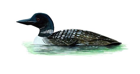 Black Throated Duck Vinyl Decal Sticker Truck Boat Car Tumbler Cooler