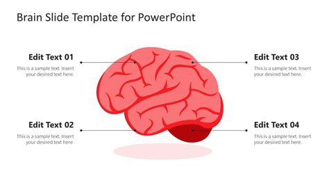 Brain Stem Anatomy Ppt