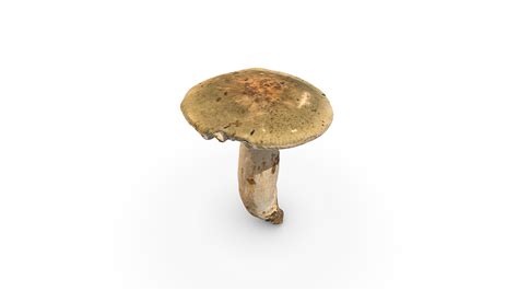 Large Forest Mushroom 3d Model By Rawcatalog 119ec86 Sketchfab