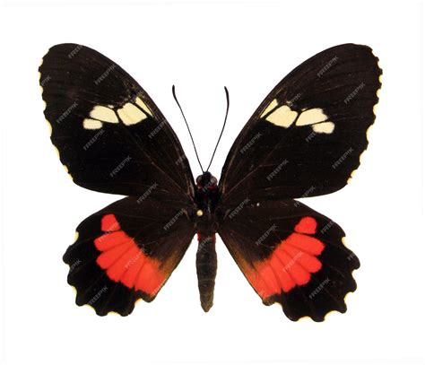 Borboleta Preta E Vermelha Significado - Borboleta isolada no branco. Borboleta preta vermelha Parides arcas ...