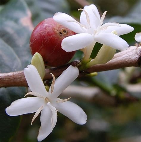 Coffee Plant Flower Blossom