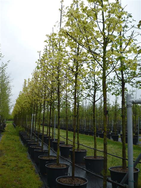 Acer Platanoides Drummondii Vivai Italia Piante Ornamentali