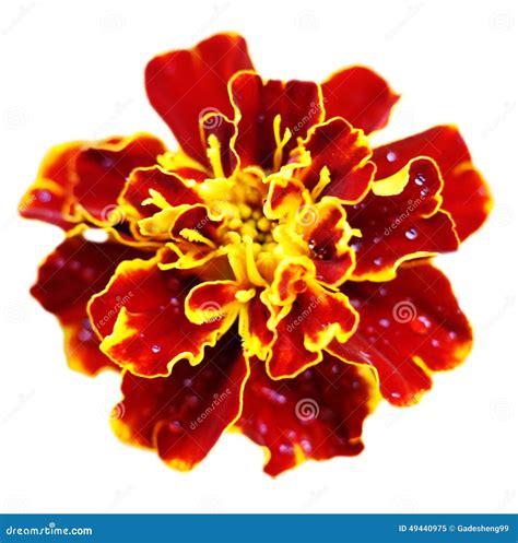 Red Yellow Flowers Background Stock Image - Image of blossom, bloom ...