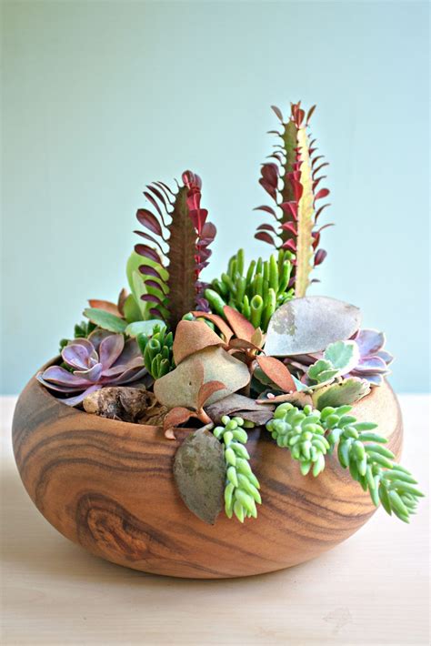 North Carolina Travel Tips and Ideas | House plant care, Planting