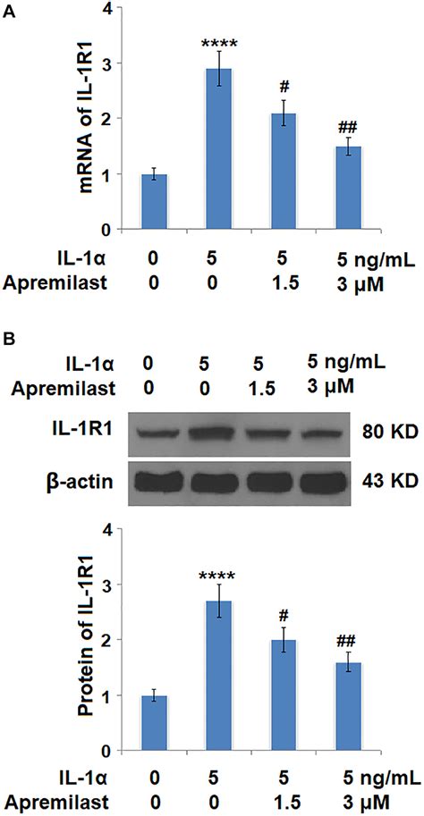 Apremilast Ameliorates Il Induced Dysfunction In Epidermal Stem