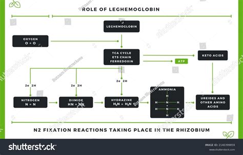 Nitrogen Fixation N2 Fixation Rhizobium Role Stock Illustration