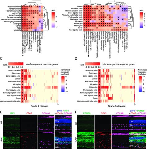 Ifn Gamma Response In Resident Cells In Aire − − Retinas A And B