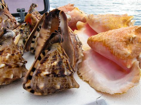 Queen Conch Season In Jamaica 2024 Roveme