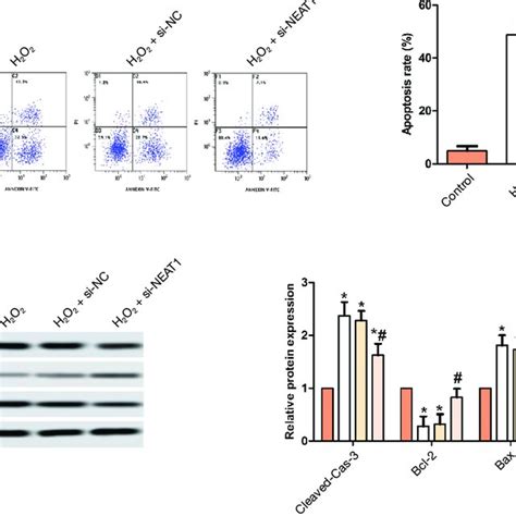 Effect Of Neat On H O Induced Apoptosis Of Hlecs Sra Cells