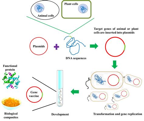 Diagram Of Stages Of Genetic Engineering