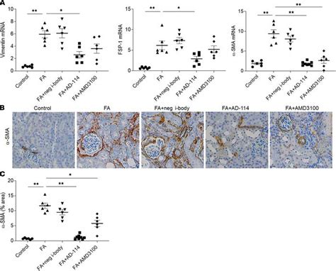 JCI Insight A Single Domain I Body AD 114 Attenuates Renal Fibrosis