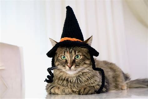 Witch Cat Hat, Witch Hat for Cats, Halloween Cat Costume, Halloween Hat for Cats, Witch Hat for ...