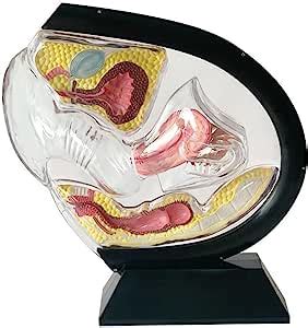 Amazon LEMITA Transparent Uterus Model Anatomical Model Visible