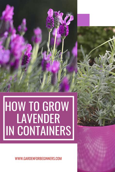 How To Grow Lavender In Containers Garden For Beginners