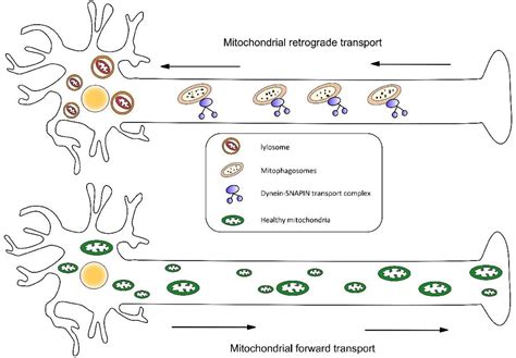 Frontiers Mitochondrial Dynamics A Key Role In Neurodegeneration And