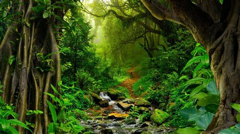 Amazon Basin Rainforest