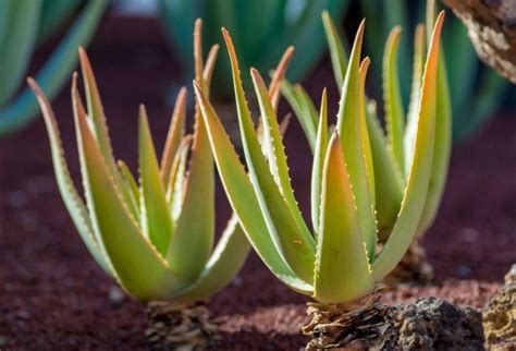 Aloe Turning Brown Use These Tips To Keep Your Plant Thriving The Practical Planter