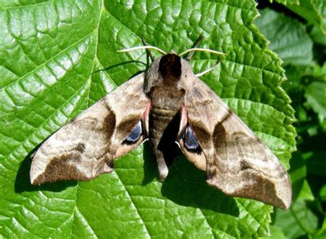 Eyed Hawk Moth– Identification, Life Cycle, Facts & Pictures