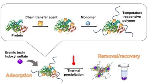 Temperature Responsive Polymer Conjugate Prepared By “grafting From” Proteins Toward The