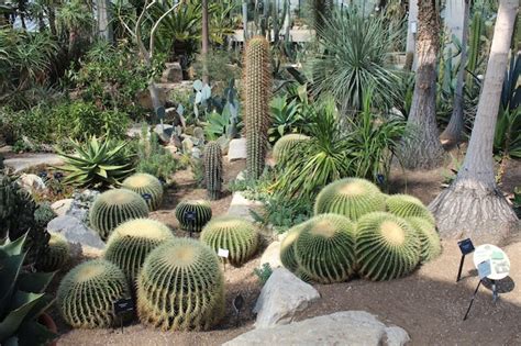 Premium Photo Cactus In Park
