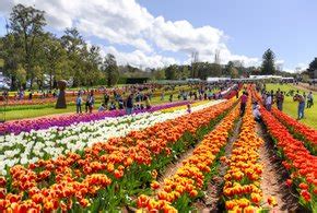 Infiorata Flower Carpet Festivals 2022 In Italy Dates