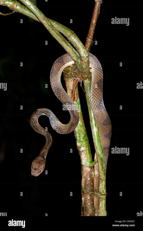 Cat Eyed Snake Leptodeira Sp Tiputini Rainforest Yasuni National