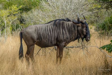 African Wildebeest