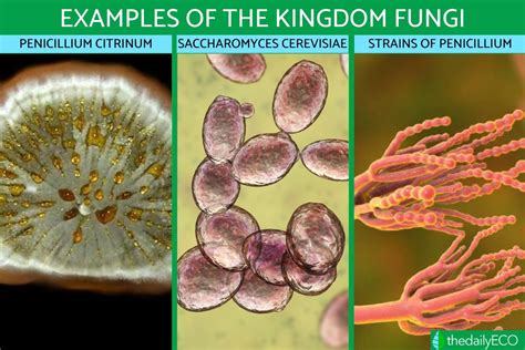 Kingdom Fungi Definition And Examples In Biology With Photos