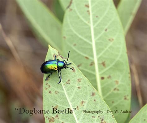 Iridescent Green Beetle