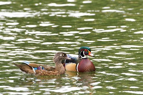 Patos De Madera Machos Y Hembras Nadando En Un Estanque Con Reflejo De