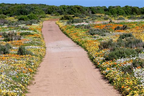 Wonderful Wild Flowers in the West Coast National Park, South Africa ...