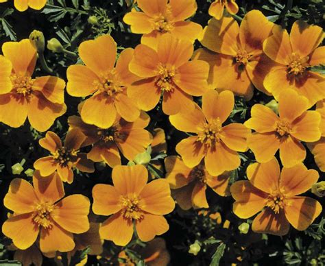 Tagetes Tenuifolia Tangerine Gem Muller Seeds