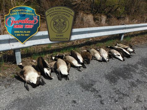 27 Geese Found Dead Behind Camp Hill Movie Theater Pa Game Commission