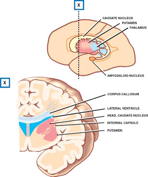 Thalamus Anatomy