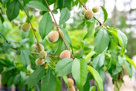 Florida King Peach Tree Gallon Potted Walmart