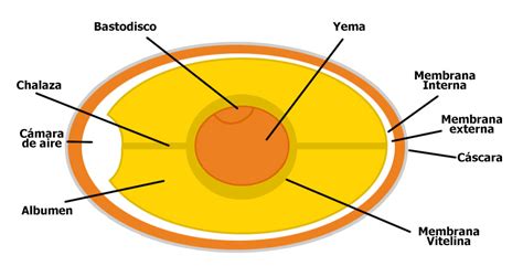 El Huevo Conceptos Básicos