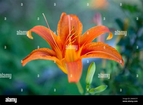 Red Lily Flower Hemerocallis Fulva Stock Photo Alamy