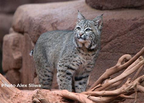 Bobcat International Society For Endangered Cats Isec Canada