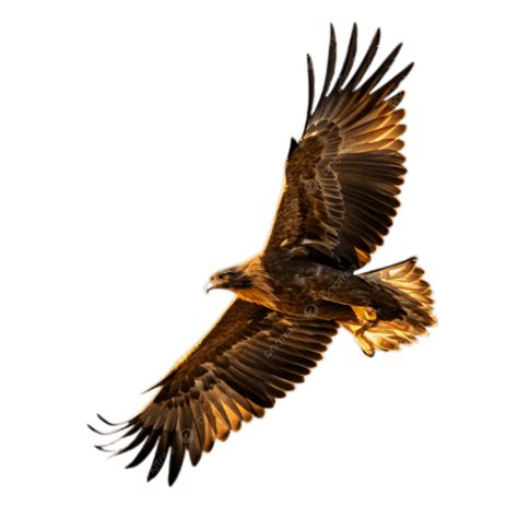 Golden Eagle Icon, Eagle Icon, Eagle, Golden Eagle PNG Transparent