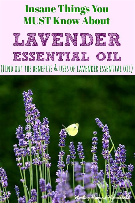 Lavender Essential Oil Guide Lavendula Angustifolia Why You Need It