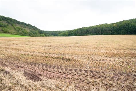 Stubble Field Stock Photo Image Of Autumn Background