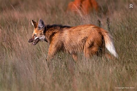 Lobo Guará Biofaces Bring Nature Closer