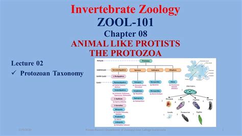 Protozoan Taxonomy Classification Of Protozoa Protozoan Phyla Youtube