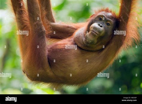 Orangutan Pongo Pygmaeus Juvenile Hanging Sepilok Forest Reserve