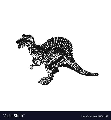 Spinosaurus Isolated On White Royalty Free Vector Image