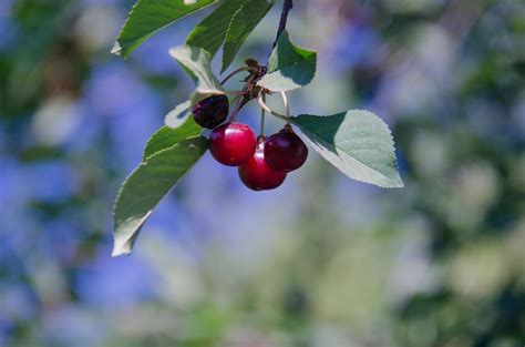 Fotos Gratis Rbol Naturaleza Rama Fruta Baya Hoja Comida